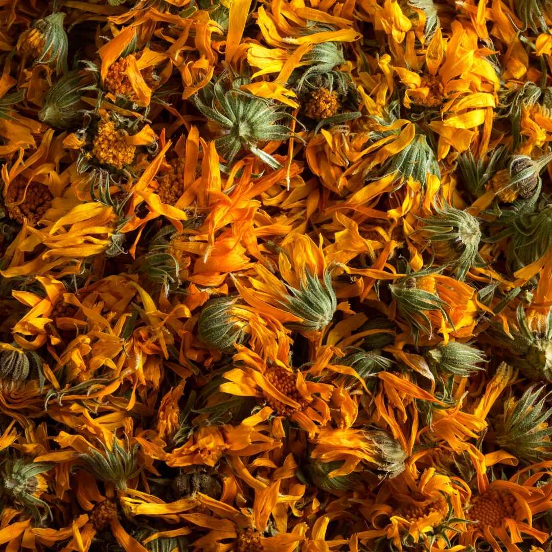 Calendula