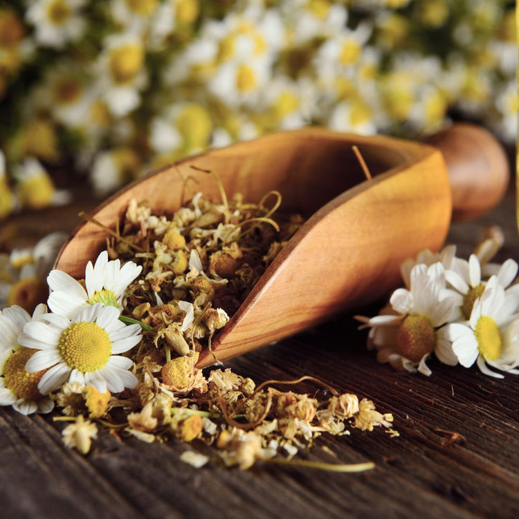 Chamomile